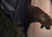 Warga Maruyung Pacet Kabupaten Bandung Diserang Macan Tutul