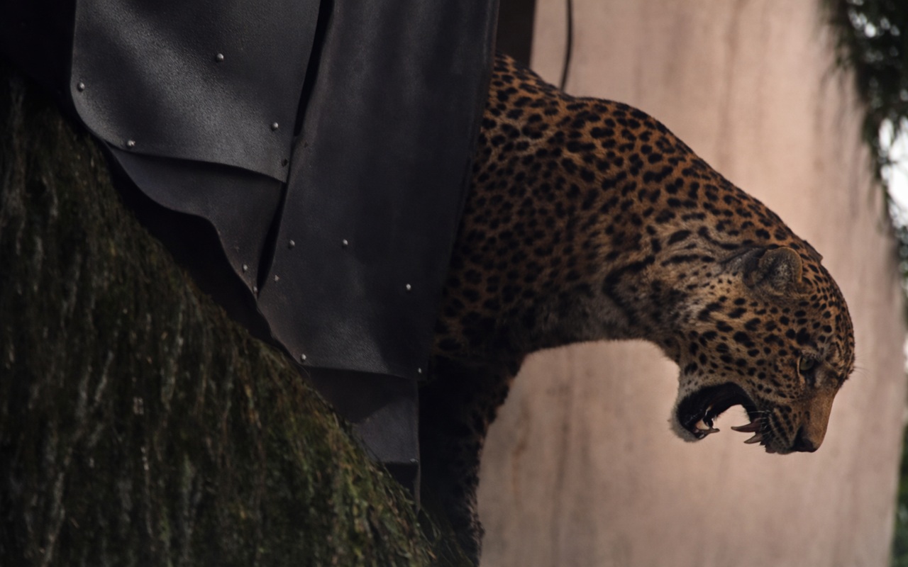 Warga Maruyung Pacet Kabupaten Bandung Diserang Macan Tutul