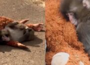 Peluk Boneka Orang Utan, Ini Dia Kisah Bayi Monyet Punch di Jepang