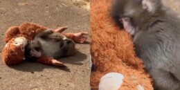 Ini Dia Kisah Bayi Monyet Punch di Jepang