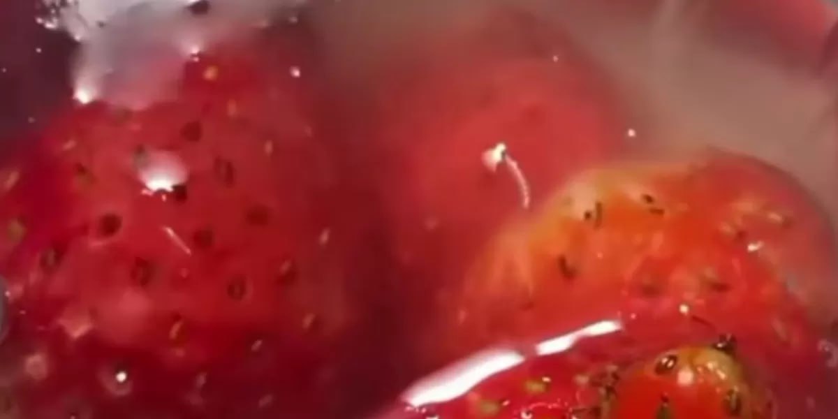 Viral Temuan Belatung Hidup di Puding Menu MBG di Kota Malang