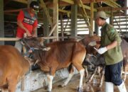 Komitmen Kualitas Qurban, Assyifa Peduli Libatkan Dinas untuk Pemeriksaan Menyeluruh