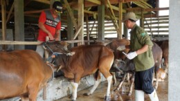Komitmen Kualitas Qurban, Assyifa Peduli Libatkan Dinas untuk Pemeriksaan Menyeluruh