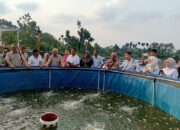 Panen Perdana Kampung Ikan Damandiri, Hasilkan 350 Kg Per Kolam