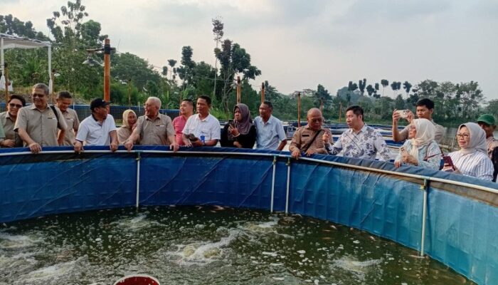 Panen Perdana Kampung Ikan Damandiri, Hasilkan 350 Kg Per Kolam