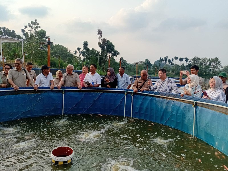 Panen Perdana Kampung Ikan Damandiri, Hasilkan 350 Kg Per Kolam