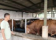 Jelang Idul Adha, Penjualan Sapi Kurban di Subang Tak Seramai Tahun Lalu