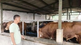 Jelang Idul Adha, Penjualan Sapi Kurban di Subang Tak Seramai Tahun Lalu