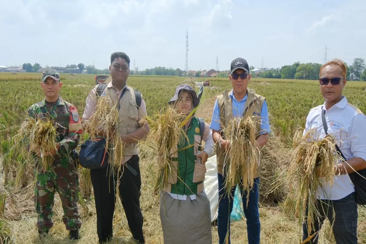 Bulog Subang Optimalkan Penyerapan Gabah untuk Antisipasi Dampak Kemarau