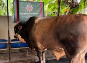 Panjul, Sapi Kurban Prabowo Subianto yang Dibeli dari Peternak Asal Ciputat