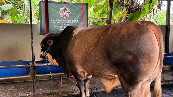 Panjul, Sapi Kurban Prabowo Subianto yang Dibeli dari Peternak Asal Ciputat