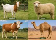 Bolehkah Qurban Patungan? Ini Penjelasan dan 4 Syaratnya