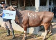 BSI dan Assyifa Peduli Perluas Manfaat Qurban melalui Kolaborasi Kebaikan