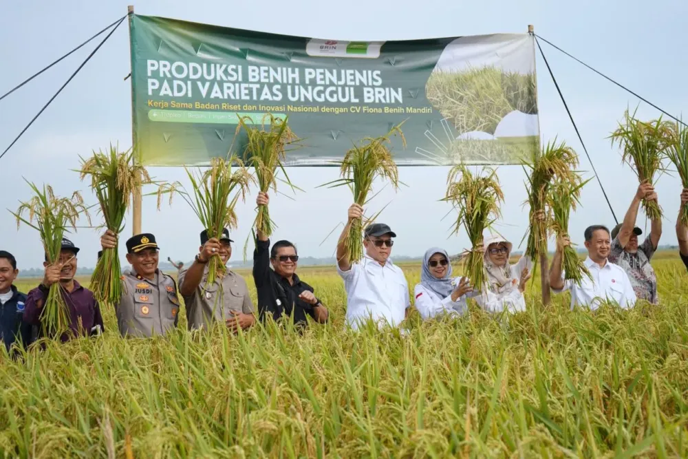Subang Kian Kokoh sebagai Lumbung Padi Nasional, Pusakajaya Jadi Motor Penggerak Produksi Pangan
