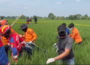 Hilang 10 Hari, Nenek Enih Ditemukan Tak Bernyawa di Sawah