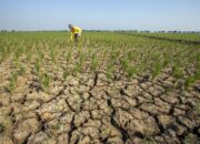 El Nino dan Kemarau Bukan Hal yang Sama, BMKG Minta Masyarakat Tak Salah Paham