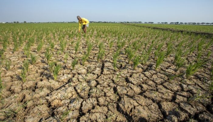 El Nino dan Kemarau Bukan Hal yang Sama, BMKG Minta Masyarakat Tak Salah Paham