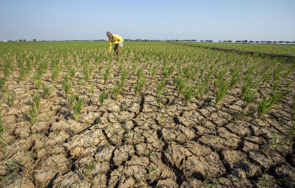 El Nino dan Kemarau Bukan Hal yang Sama, BMKG Minta Masyarakat Tak Salah Paham