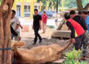 Tebar Kepedulian di Hari Raya, Universitas Mandiri Subang Kurbankan 3 Ekor Sapi