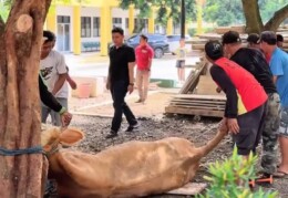 Tebar Kepedulian di Hari Raya, Universitas Mandiri Subang Kurbankan 3 Ekor Sapi