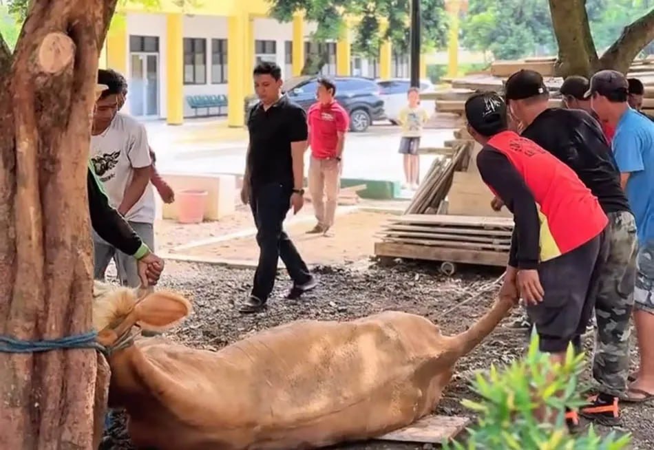 Tebar Kepedulian di Hari Raya, Universitas Mandiri Subang Kurbankan 3 Ekor Sapi
