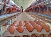 Pemerintah Siapkan Bantuan Ayam dan Telur 2027 untuk Jaga Harga di Tingkat Peternak
