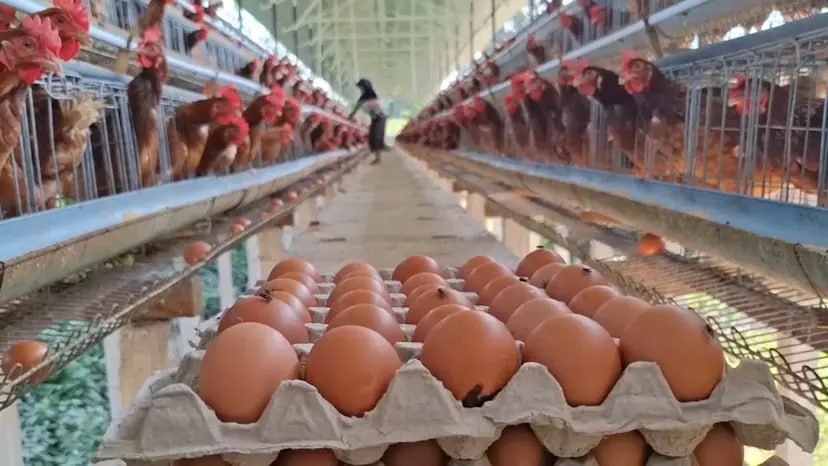 Pemerintah Siapkan Bantuan Ayam dan Telur 2027 untuk Jaga Harga di Tingkat Peternak