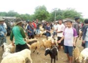 Pasar Hewan Purwadadi Jadi Sentra Perdagangan Ternak, Ramai Didatangi Peternak dari Berbagai Daerah