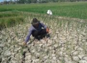Kekeringan Ancam Produksi Pangan Subang, Petani Cipeundeuy Desak Pembangunan Irigasi