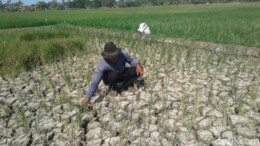 Kekeringan Ancam Produksi Pangan Subang, Petani Cipeundeuy Desak Pembangunan Irigasi