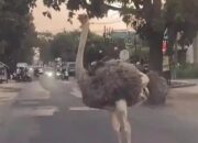 Seekor Burung Unta Lari ke Jalan dan Kejar Pengendara di Buahbatu Bandung