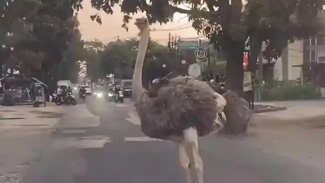 Seekor Burung Unta Lari ke Jalan dan Kejar Pengendara di Buahbatu Bandung