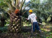 Subang Jadi Wilayah dengan Produktivitas Sawit Tertinggi di Jawa Barat, Capai 11.562 Kg/Ha