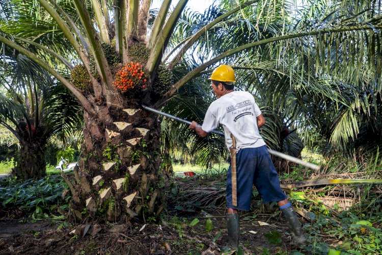 Subang Jadi Wilayah dengan Produktivitas Sawit Tertinggi di Jawa Barat