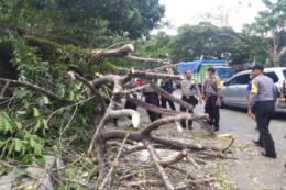 Pengendara Ojol Jadi Korban Tertimpa Dahan Patah di Jalan Soklat