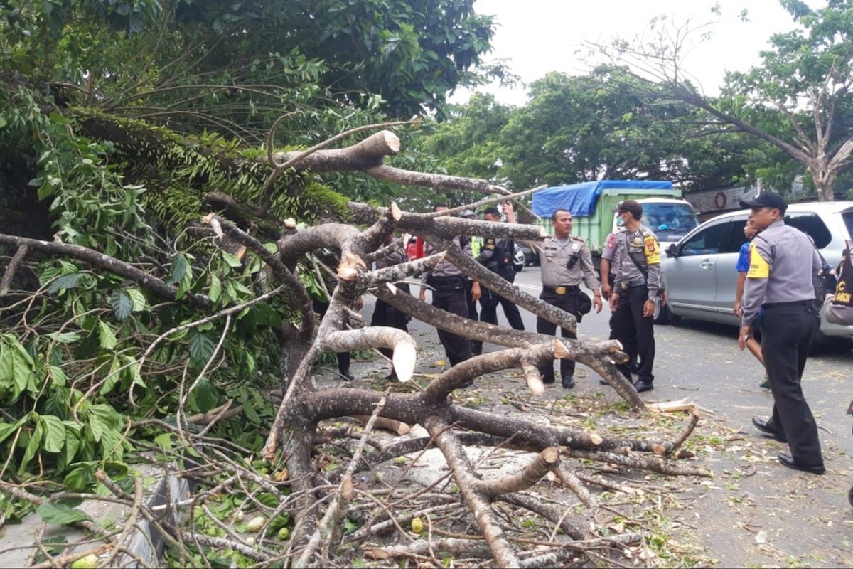 Pengendara Ojol Jadi Korban Tertimpa Dahan Patah di Jalan Soklat