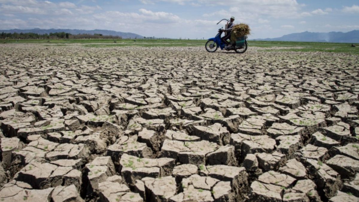 7.267 Hektare Lahan Persawahan Subang Terancam Kekeringan