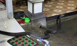 Dua King Kobra Tiga Meter Masuk Permukiman Warga Ciamis, Damkar Lakukan Evakuasi