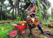 Produktivitas Sawit di Subang Capai 11.562 Kg per Hektare, Data Menunjukan Tertinggi di Jawa Barat
