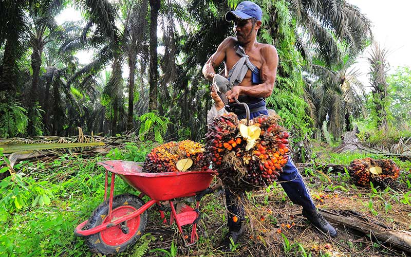 Produktivitas Sawit di Subang Capai 11.562 Kg per Hektare, Data Menunjukan Tertinggi di Jawa Barat