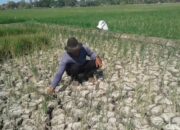 Kekeringan Makin Meluas Meluas, Sawah Terancam dan Pemerintah Siapkan Pompa Air