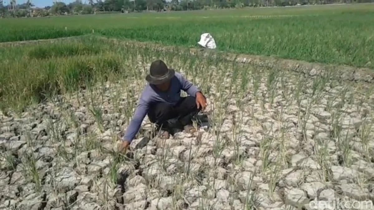 Kekeringan Makin Meluas Meluas, Sawah Terancam dan Pemerintah Siapkan Pompa Air