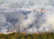 Karhutla di Jawa, Sulawesi hingga Papua Masih Berlangsung