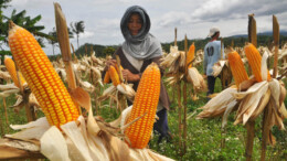 Produksi Jagung Subang Capai 1.165 Ton, Kemenkop Bidik Koperasi Merah Putih Jadi Penggerak Usaha Petani